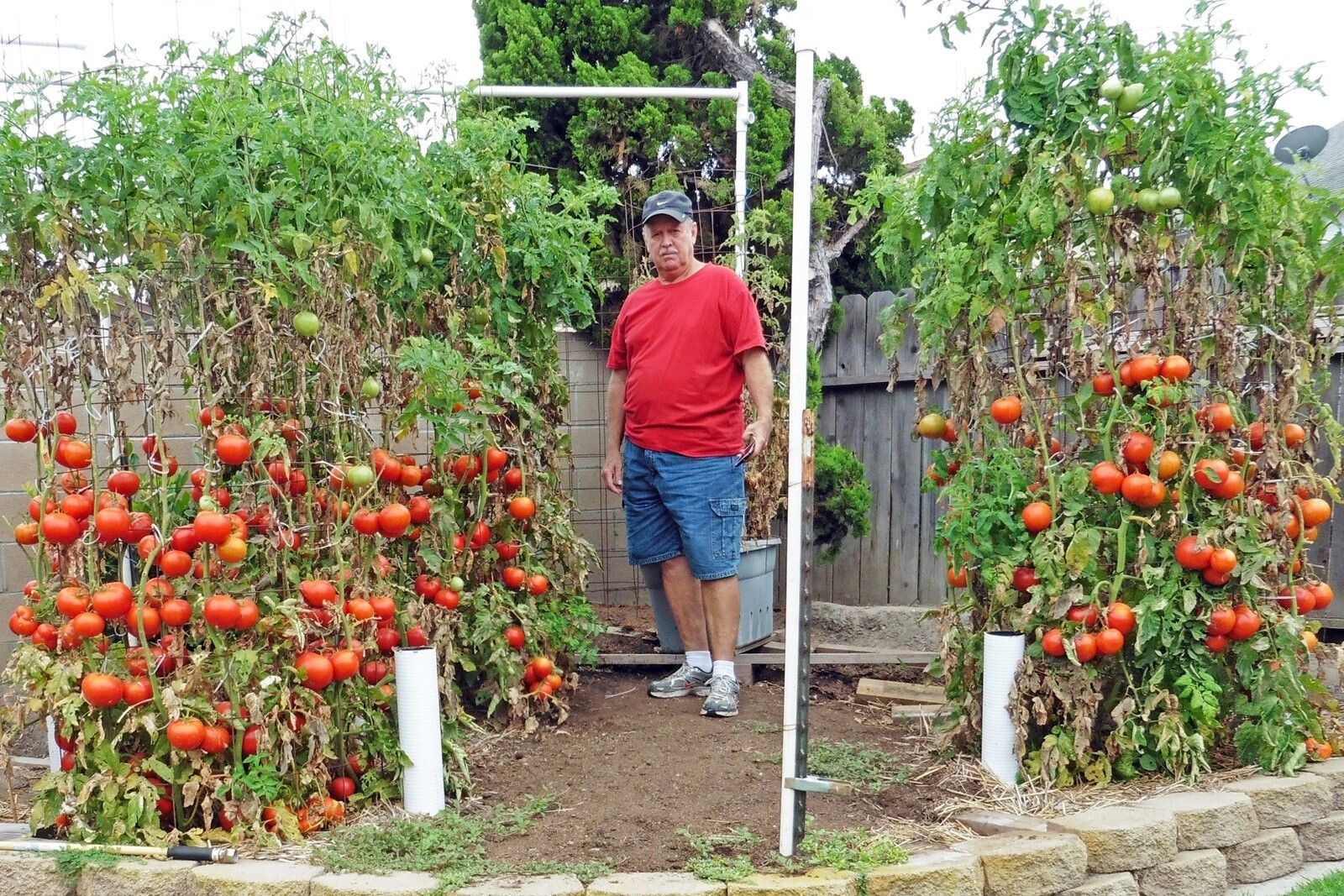 30+ Trip L Crop Tomato Seeds – TOMATO TREE — 15 FOOT VINES — HUGE ——- RARE