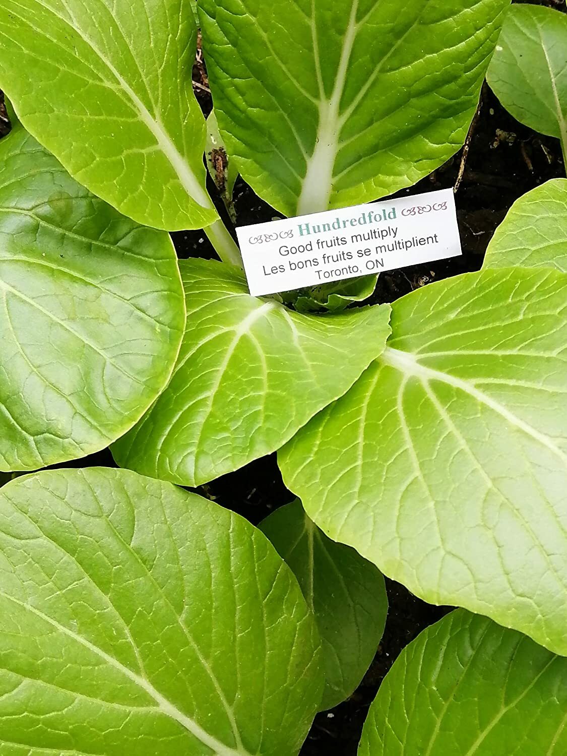 White Stem Pak Choi 500 Vegetable Seeds Brassica rapa Pac Choi, Bok Choy, Baicai