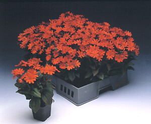 Lychnis haageana Molten Lava 250 seeds
