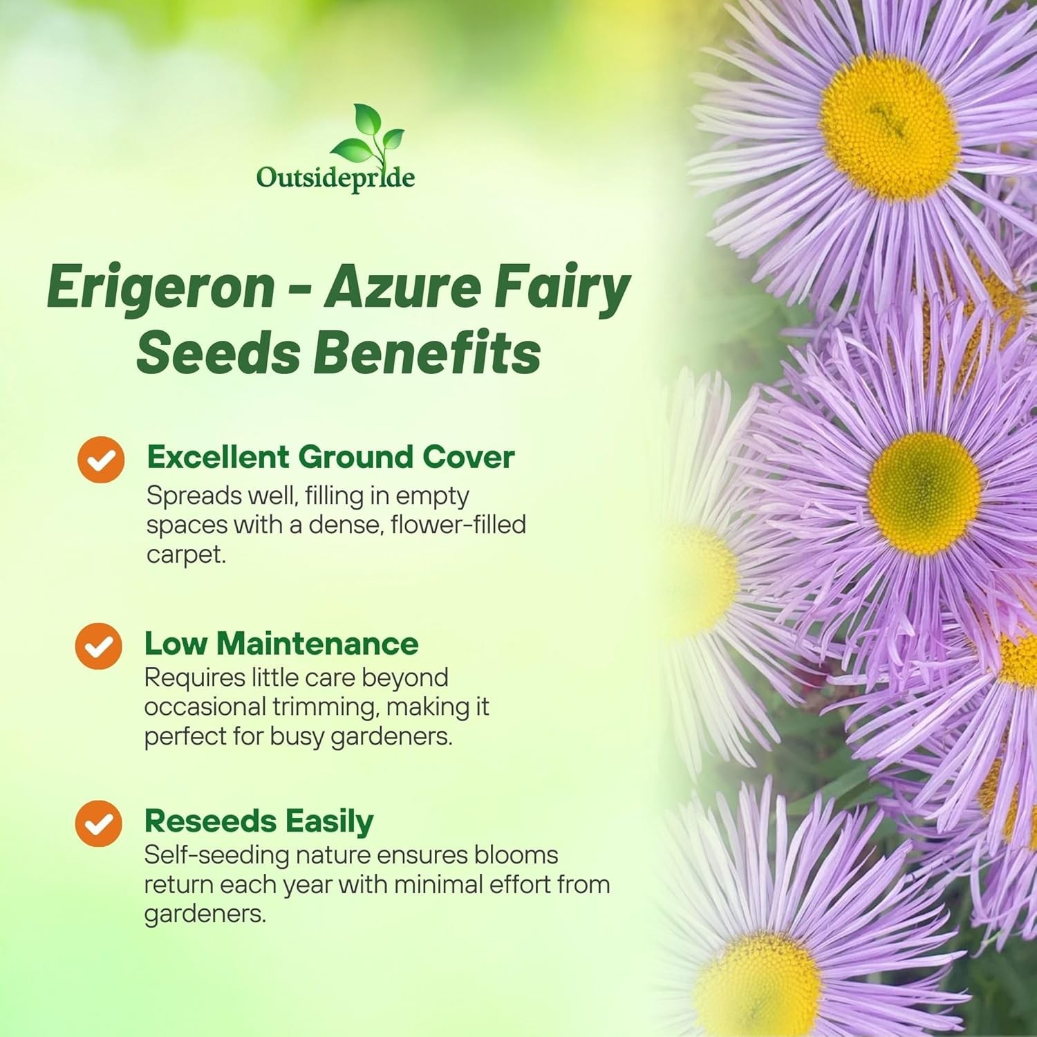 1000 Seeds Erigeron Seeds – Erigeron Speciosus Fleabane Daisy Flower Seed
