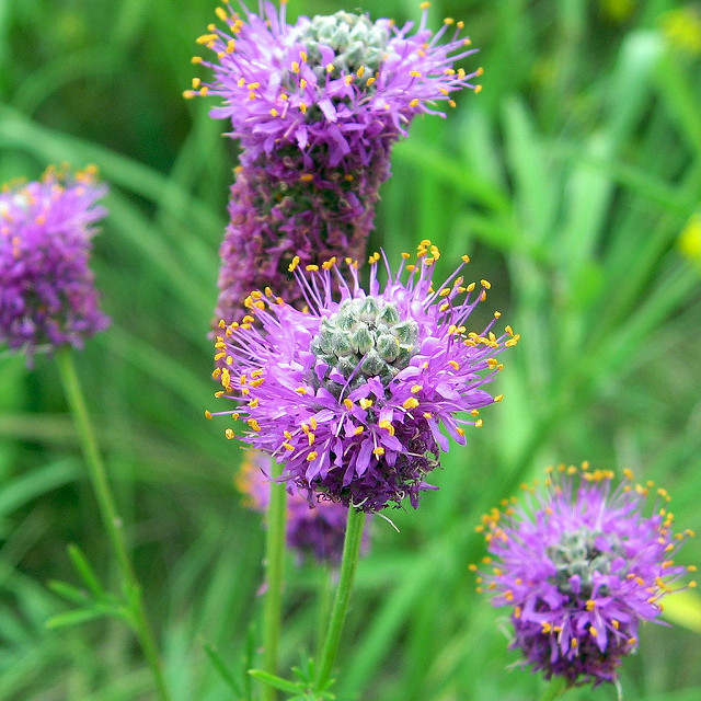 501+PURPLE PRAIRIE CLOVER Seeds Wildflower Nitrogen Fixing Drought Heat Cold