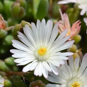 20 Ice plant drought resistant flower seeds for spring summer pink Yellow White