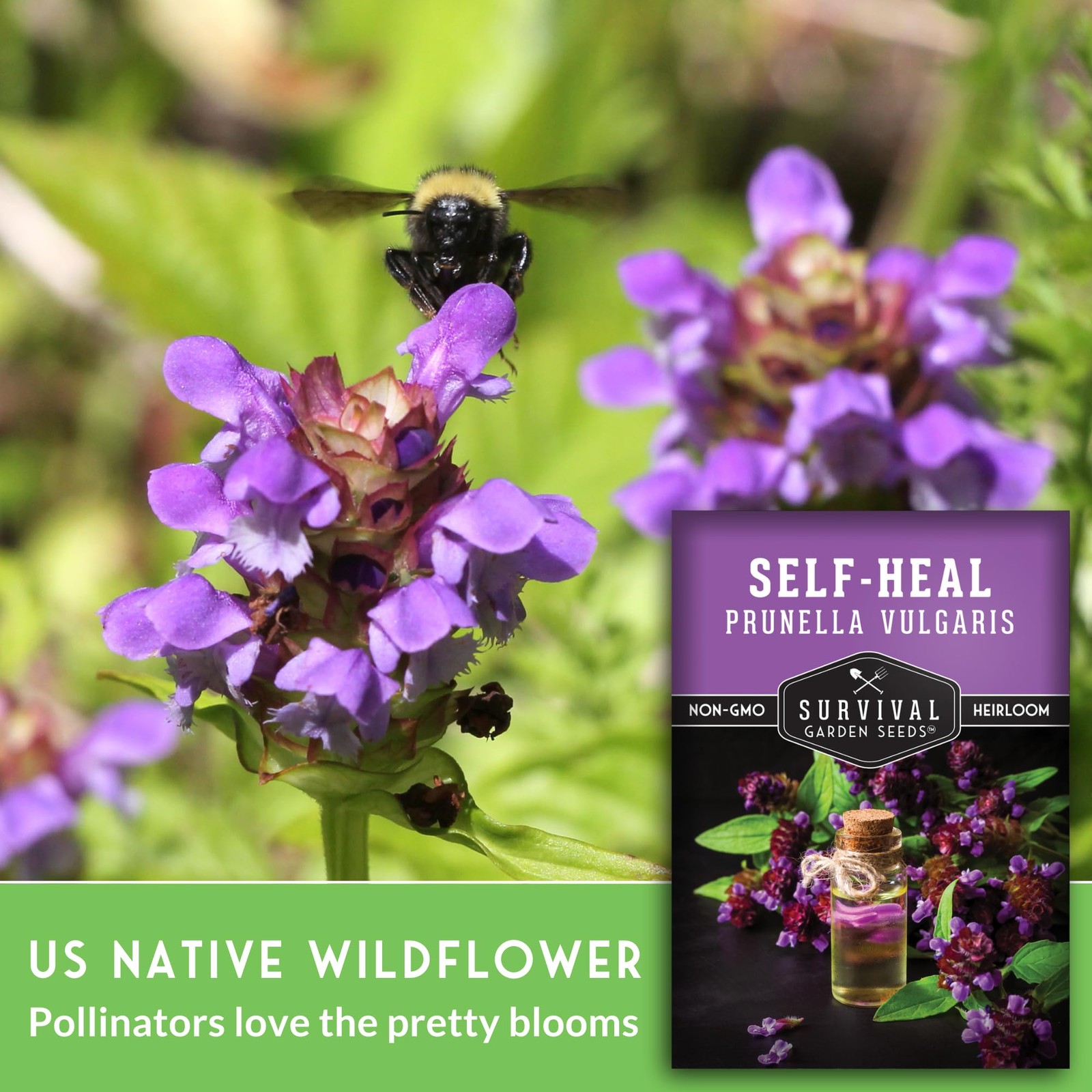 SelfHeal Seeds for Planting Hardy Perennial Ground Cover & Pollinator Herb