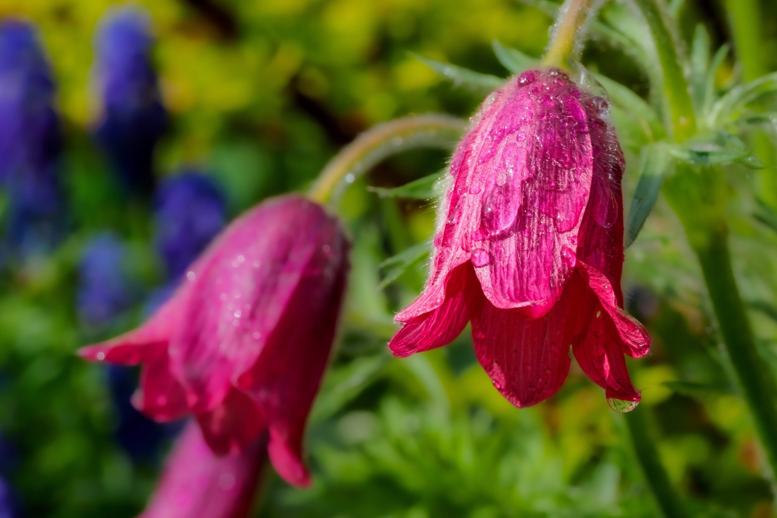 10 RED ANEMONE Pulsatilla Vulgaris PASQUE FLOWER Seeds *Flat S/H