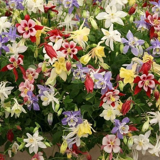 500+ Wildflower Mix Seeds – SHADE with Perennials – Pollinators Non-GMO Heirloom