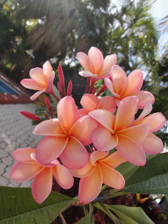 5 Light Pink Orange Plumeria Seeds Plants Flower Flowers Seed 526 US SELLER