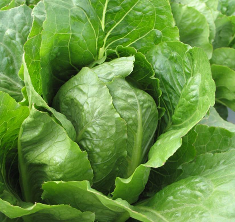.5g/500+ Seeds JERICHO ROMAINE LETTUCE, NON-GMO, HEAT TOLERANT, FULL of FLAVOR
