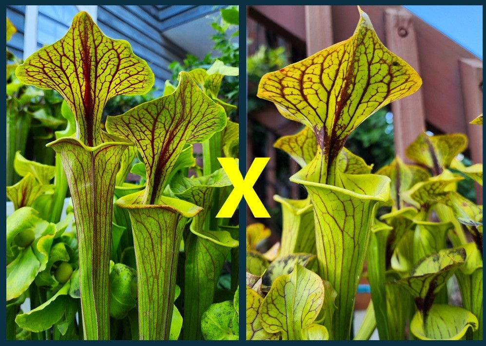 2025 SARRACENIA SEEDS: FLAVA ORNATA SELECT X FLAVA ORNATA BLACK VEINS [CP SEED]