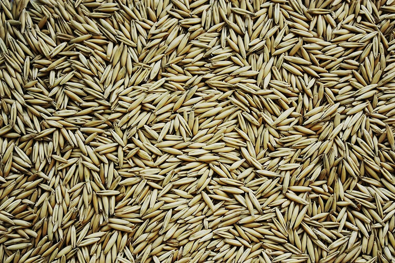 Oat Seeds for Planting Non-GMO Crops