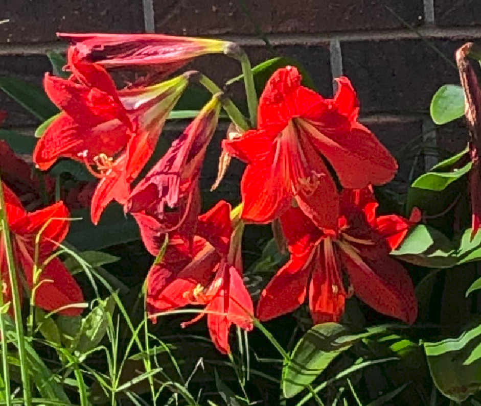 20 Red Amaryllis Hippeastrum Flower Seeds – 2026 Crop