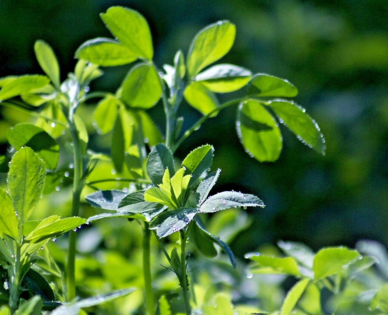 ALFALFA 150 SEEDS SPRING GARDEN MICROGREENS COVER CROP GREENS JUICING HEIRLOOM