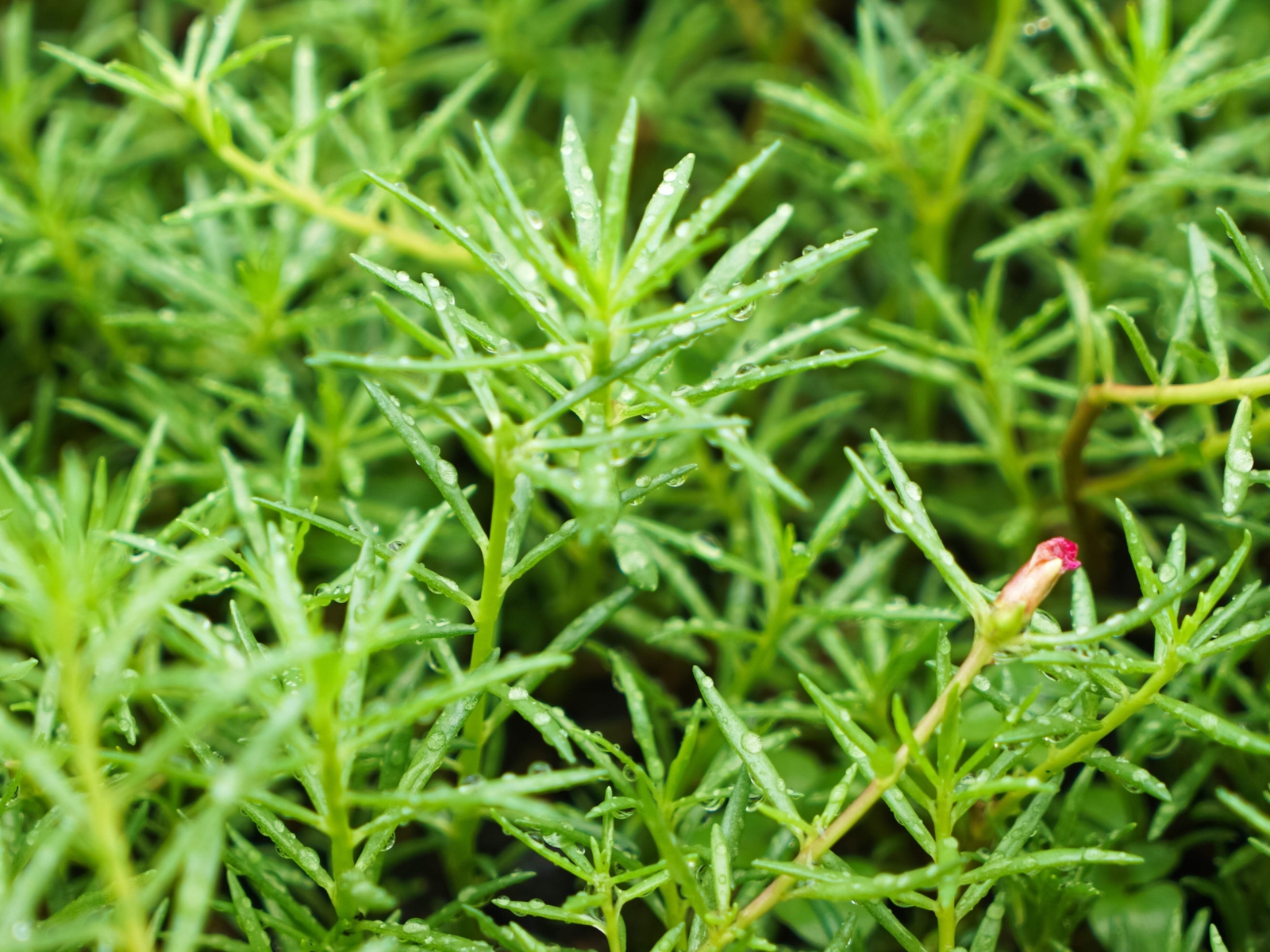 40 Sundial PEPPERMINT PORTULACA Grandiflora Moss Rose Pink Streaked Flower Seeds
