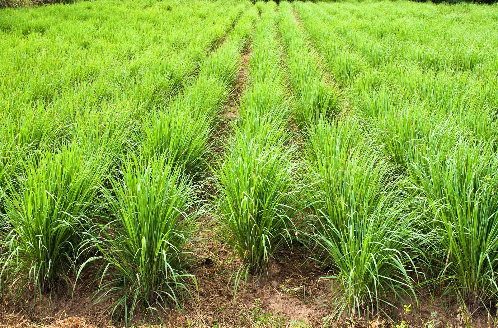 100 LEMONGRASS Lemon Grass Herb Vegetable Ornamental Cymbopogon Flexuosus Seeds