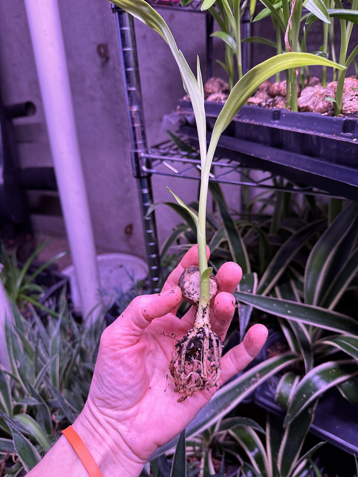 Crinum Lily, C. Asiaticum, Giant White Spider Lily (1) Rooted Starter Plants.