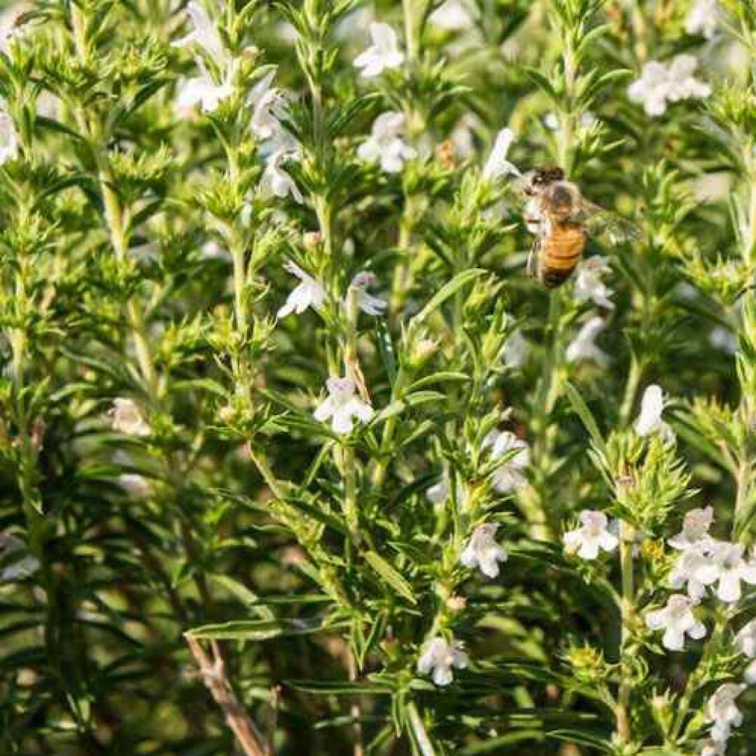 1200+ SUMMER SAVORY SEEDS (Satureja hortensis)- Culinary & Medicinal Herb