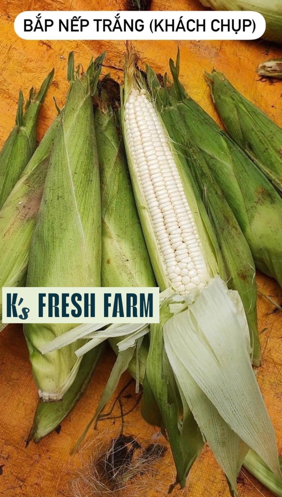 WHITE WAXY CORN SEEDS – HẠT BẮP NẾP TRẮNG (40+ PCS)