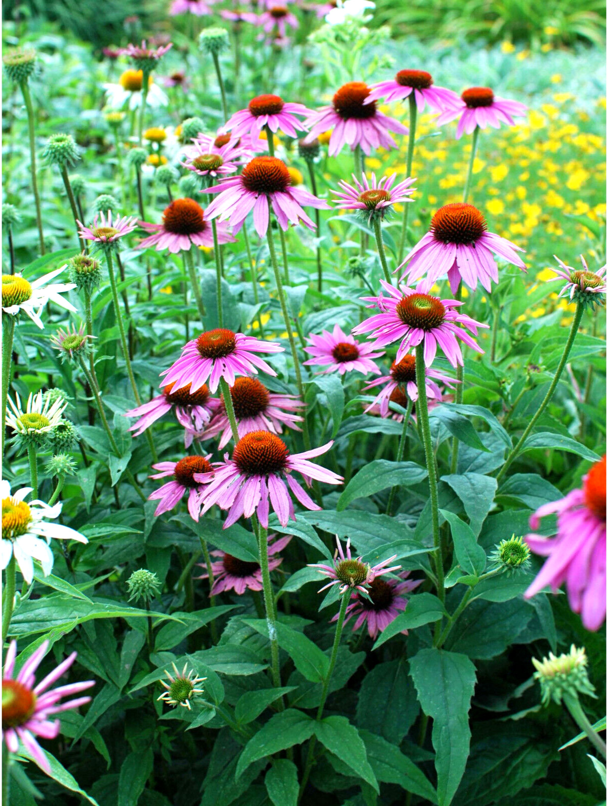1000+ Annuals & Perennials WildFlower Mix Heirloom Pollinator Non-GMO Fresh Seed