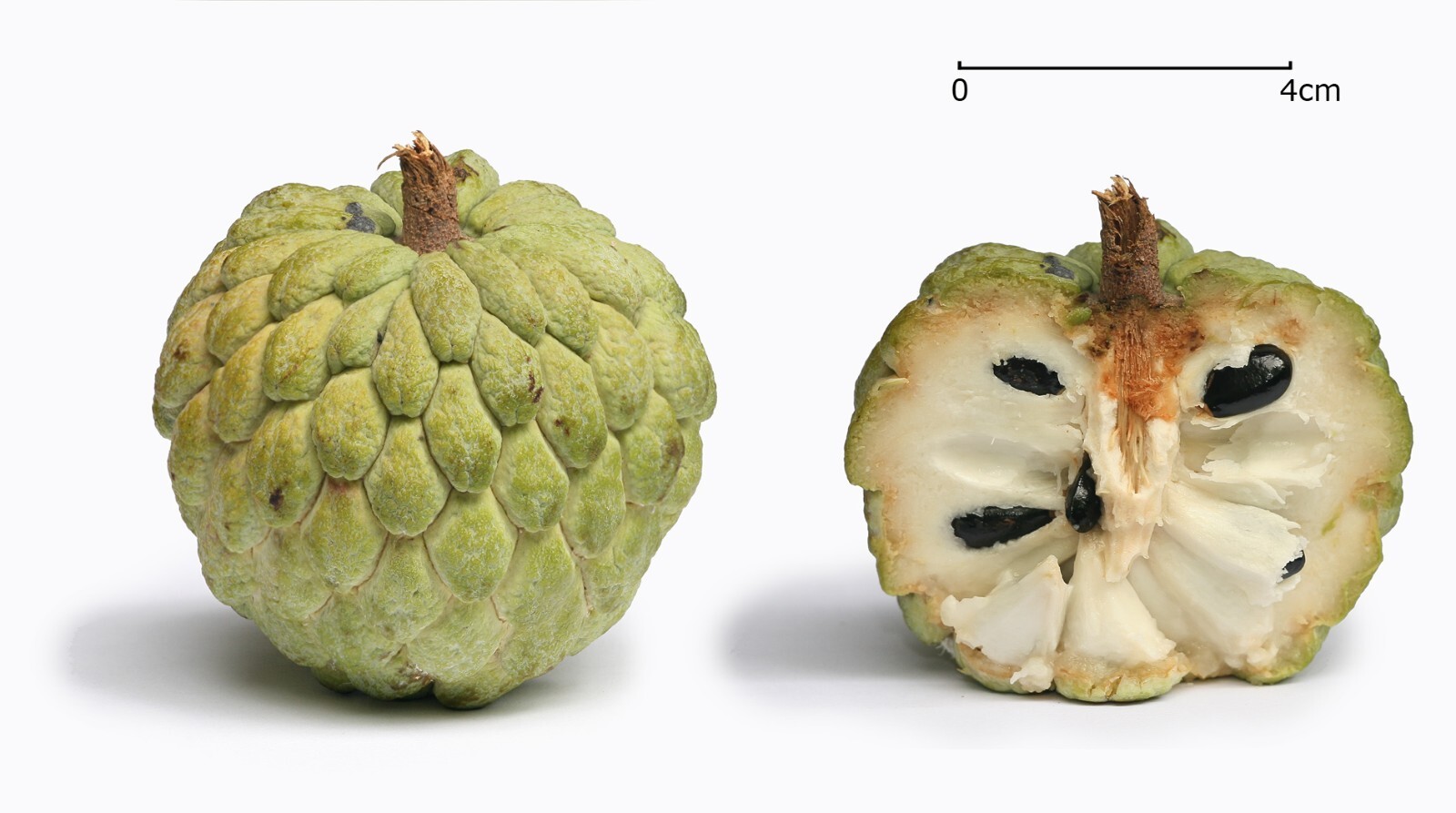 Sugar Apple Sweet Sop Seeds Annona squamosa Anti-Carcinogen 5