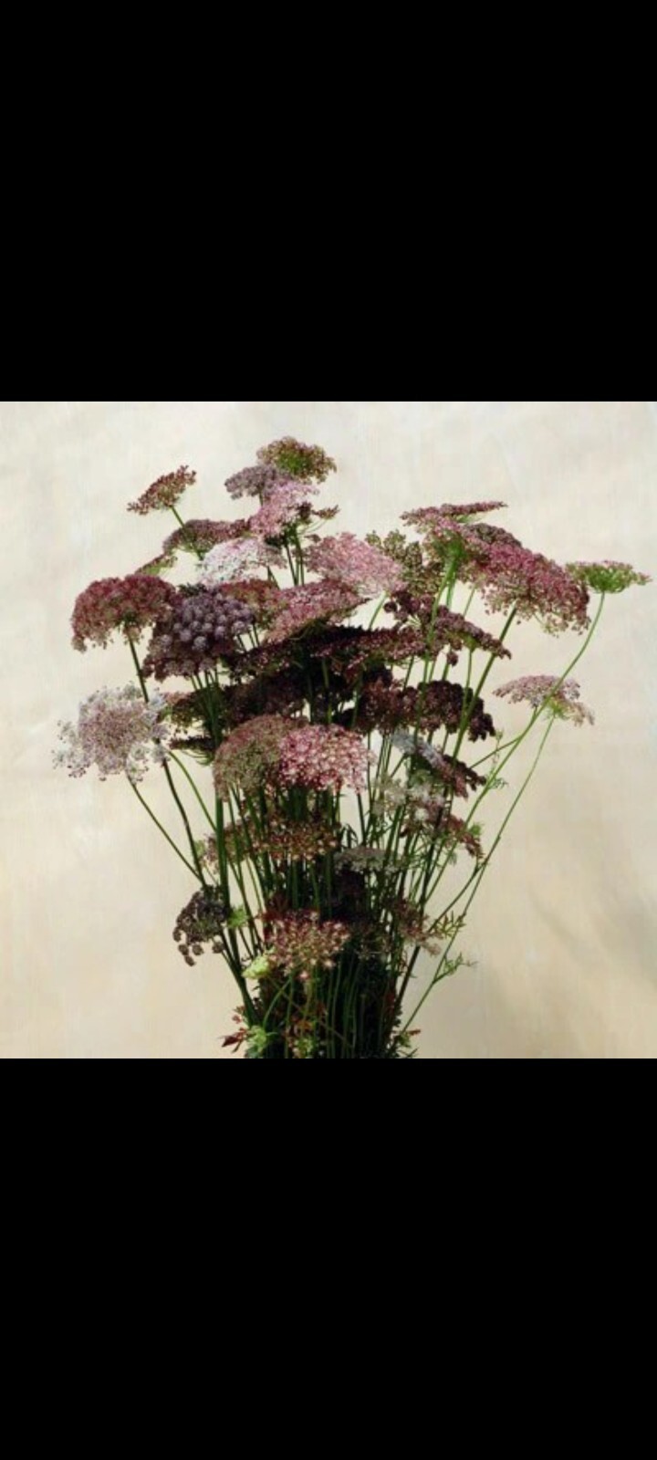 Queen Anne’s Lace Variety: Dara Daucus, White Dill, Green Mist
