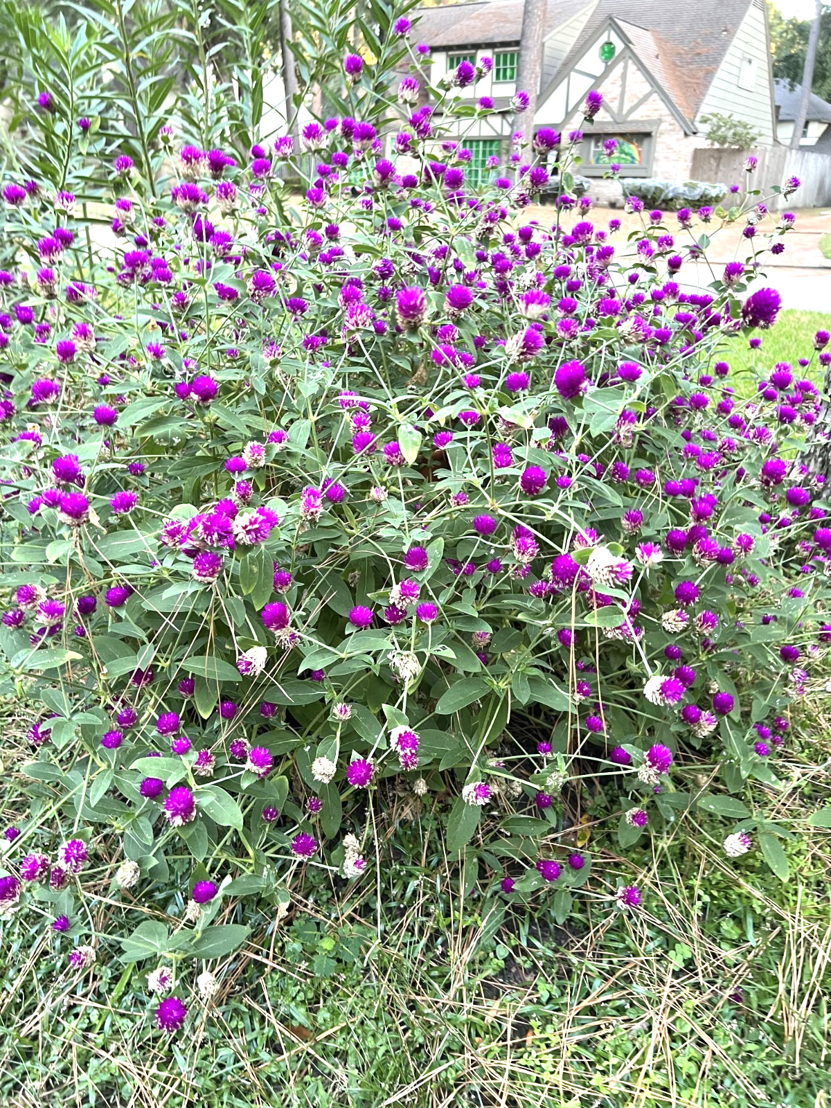 Globe Amaranth, Gomphrena globosa – Purple 200 seeds
