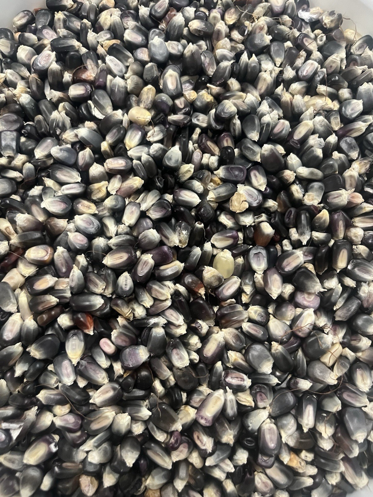 Ohio Blue Seed Corn 5 Pounds