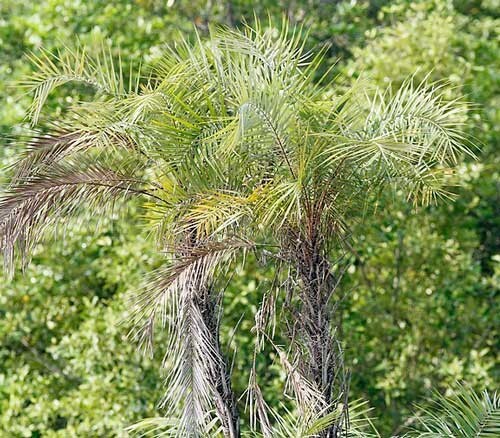 Phoenix paludosa | Mangrove Date Palm | 5 Seeds