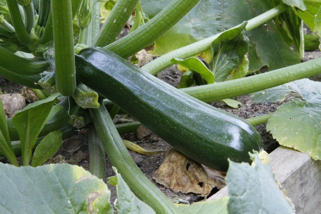 BLACK BEAUTY ZUCCHINNI SEEDS * 20 COUNT PKT. * GLOSSY *