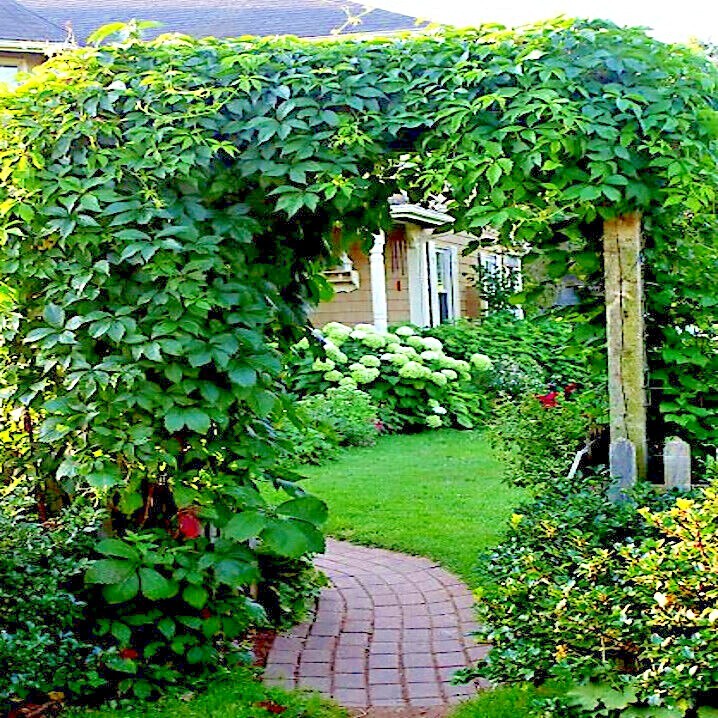 Virginia Creeper Vine Seeds Parthenocissus quinquefolia Fast Hardy Climber Plant