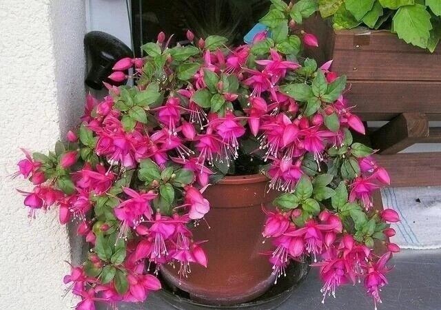 Mix 50pcs/bag Fuchsia Seeds Potted Flowers seeds,bonsai seeds.#5052