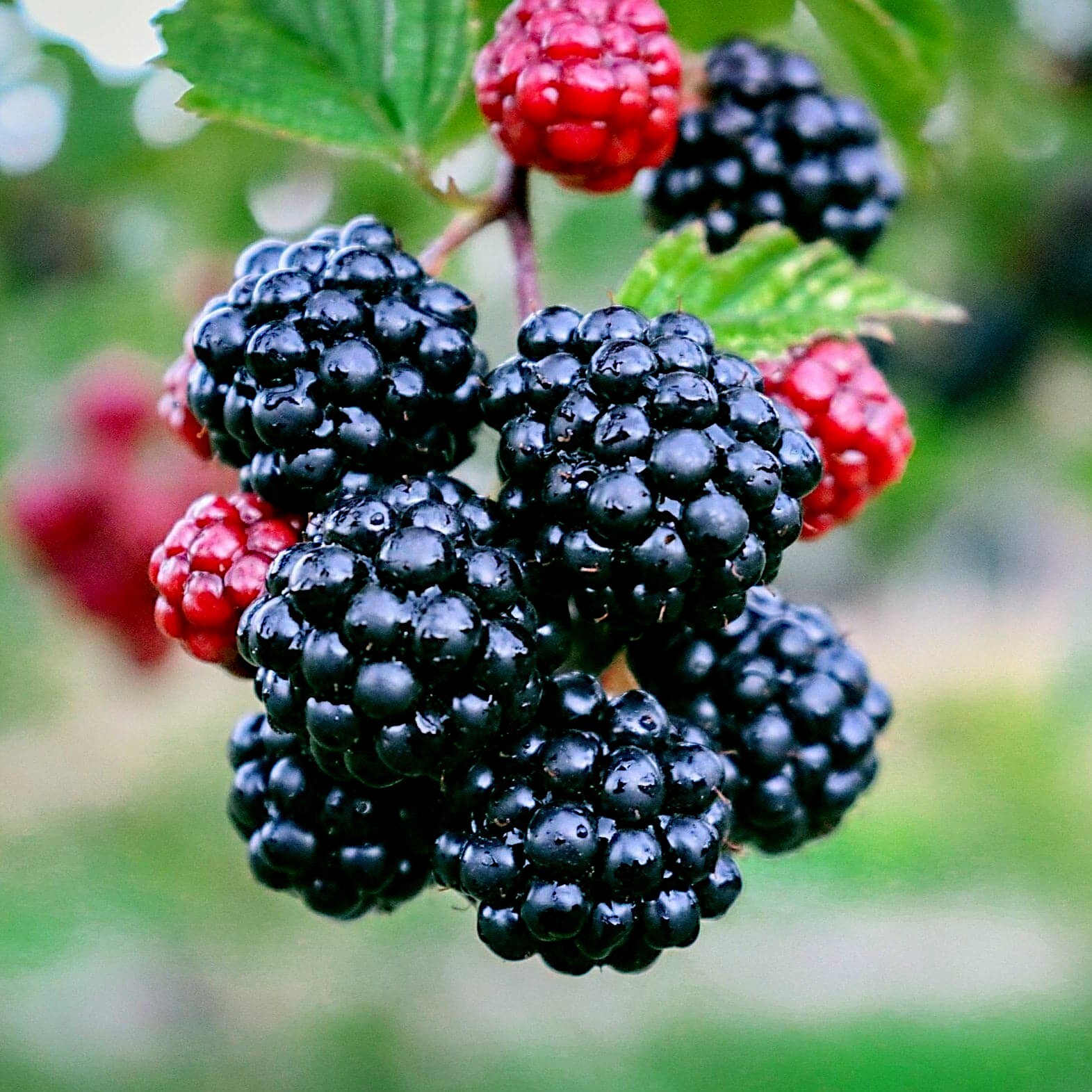 20 BLACKBERRY BUSH SEEDS (Rubus allegheniensis) Garden Fruit Plant Hardy-Zone 3