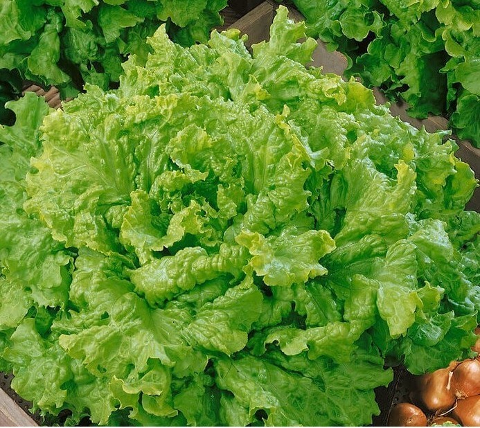 2g Fresh | NON-GMO | Grand Rapids Leaf Premium Lettuce Seeds-B 39
