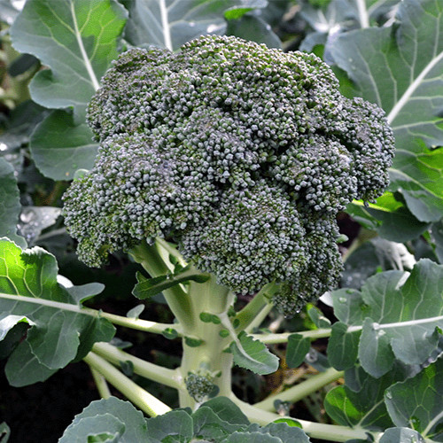 Waltham 29 Broccoli Heirloom Seeds – Non GMO – 250 Seeds