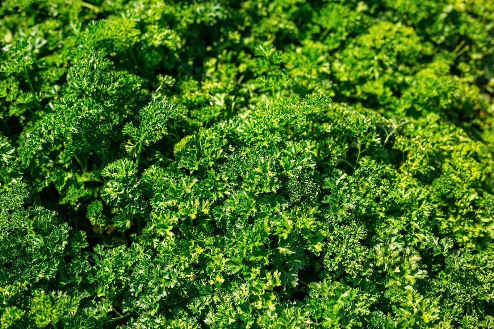 1500 TRIPLE CURLED PARSLEY Petroselinum Hortensis Herb Vegetable Seeds *Comb S/H
