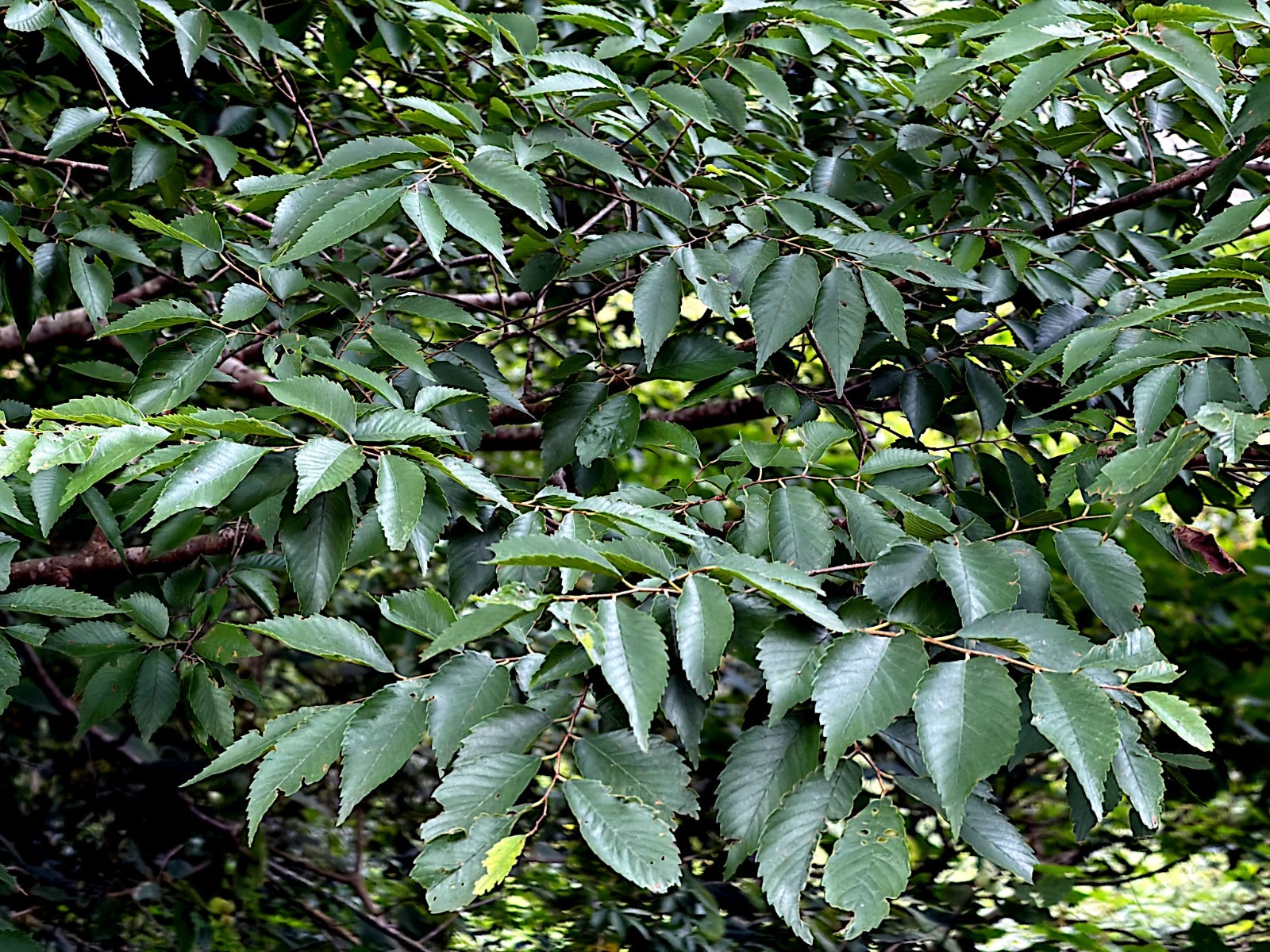 10 Japanese Grey Bark Elm (Zelkova serrata) Tree Seeds Bonsai Very FAST Growing!