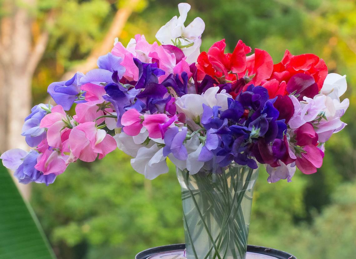 Sweet Pea BIJOU MIX DWARF Variety Lathyrus Heirloom Fragrant Non-GMO 50 Seeds