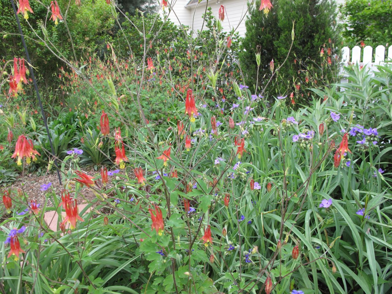 101+EASTERN RED COLUMBINE Seeds Perennial Native Wildflower Shade Flower Garden