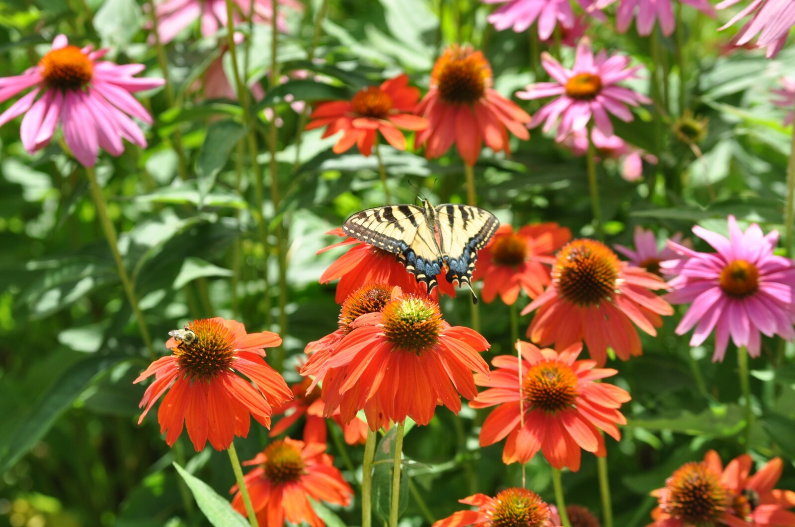 Red & Orange Cheyenne Spirit Mix 30+ Fresh Seeds Coneflower Echinacea Farm Fresh