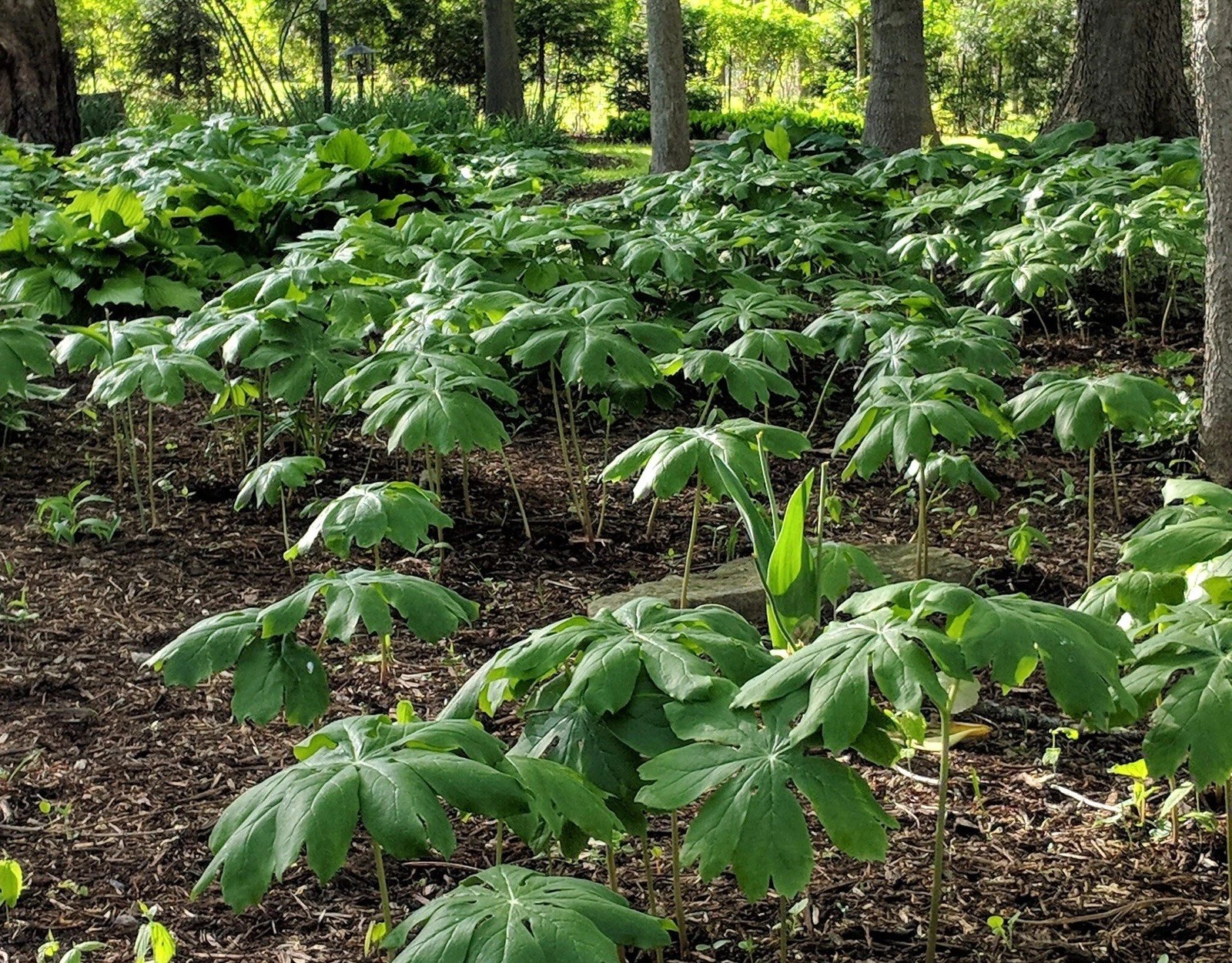 15 Mayapple Rhizome Live Bare Roots For Transplanting (Podophyllum Peltatum)