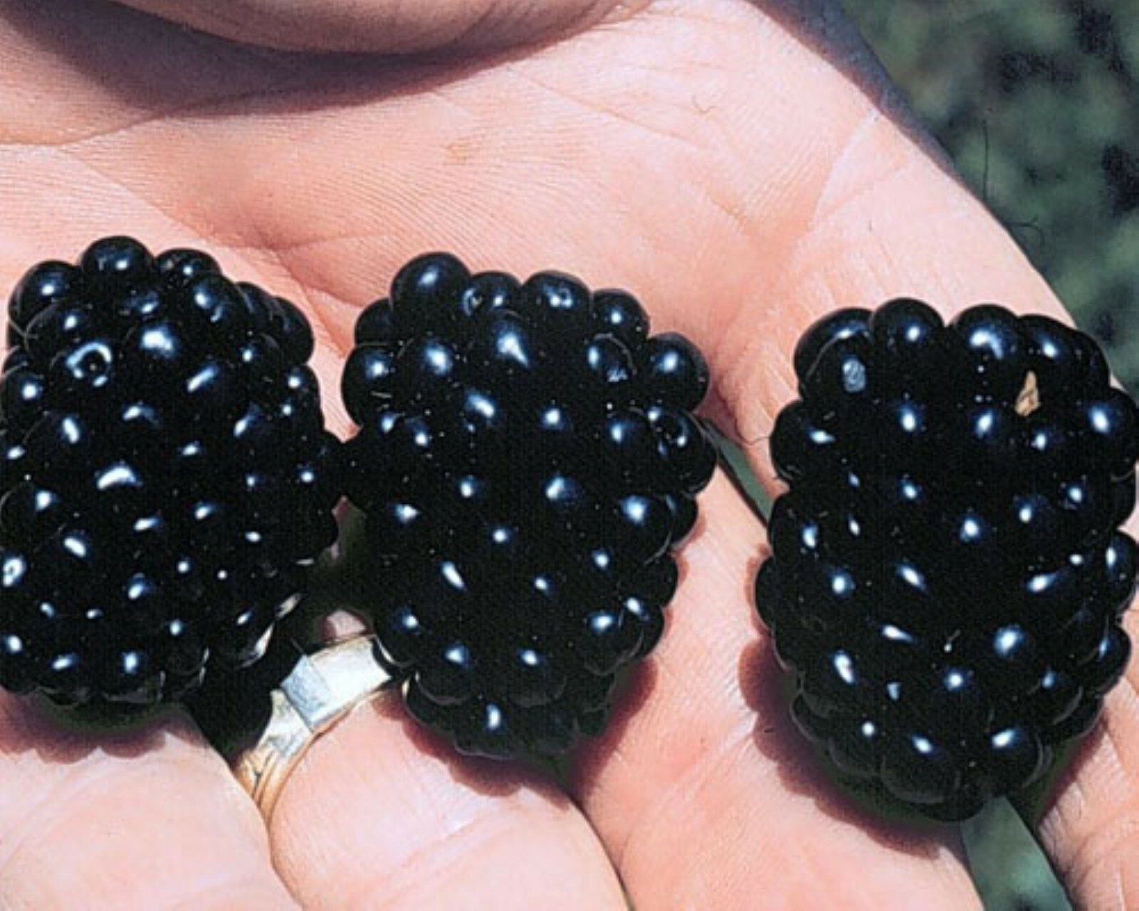 Blackberry – ‘Natchez’ thornless – Rubus fruticosa 1 year old plant