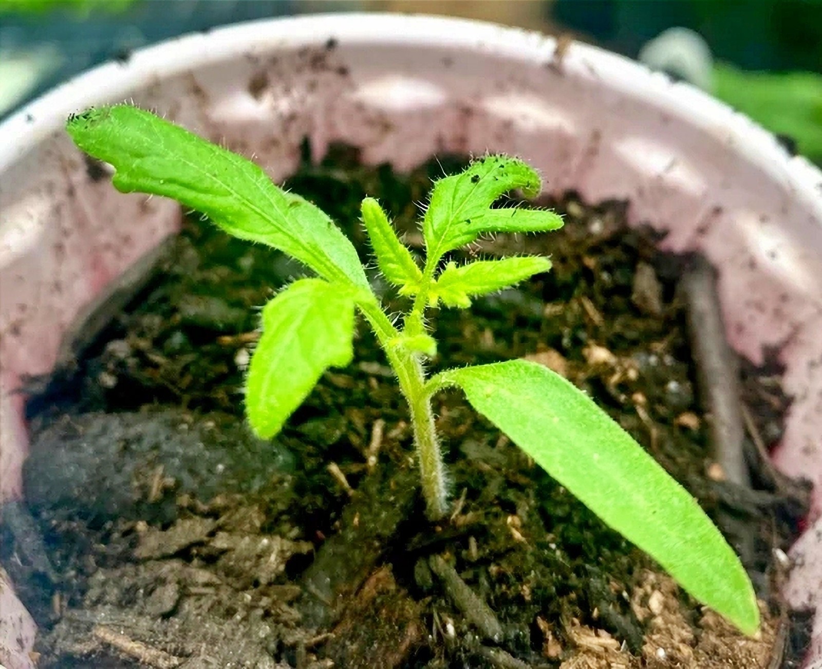 Floradel, Tomato