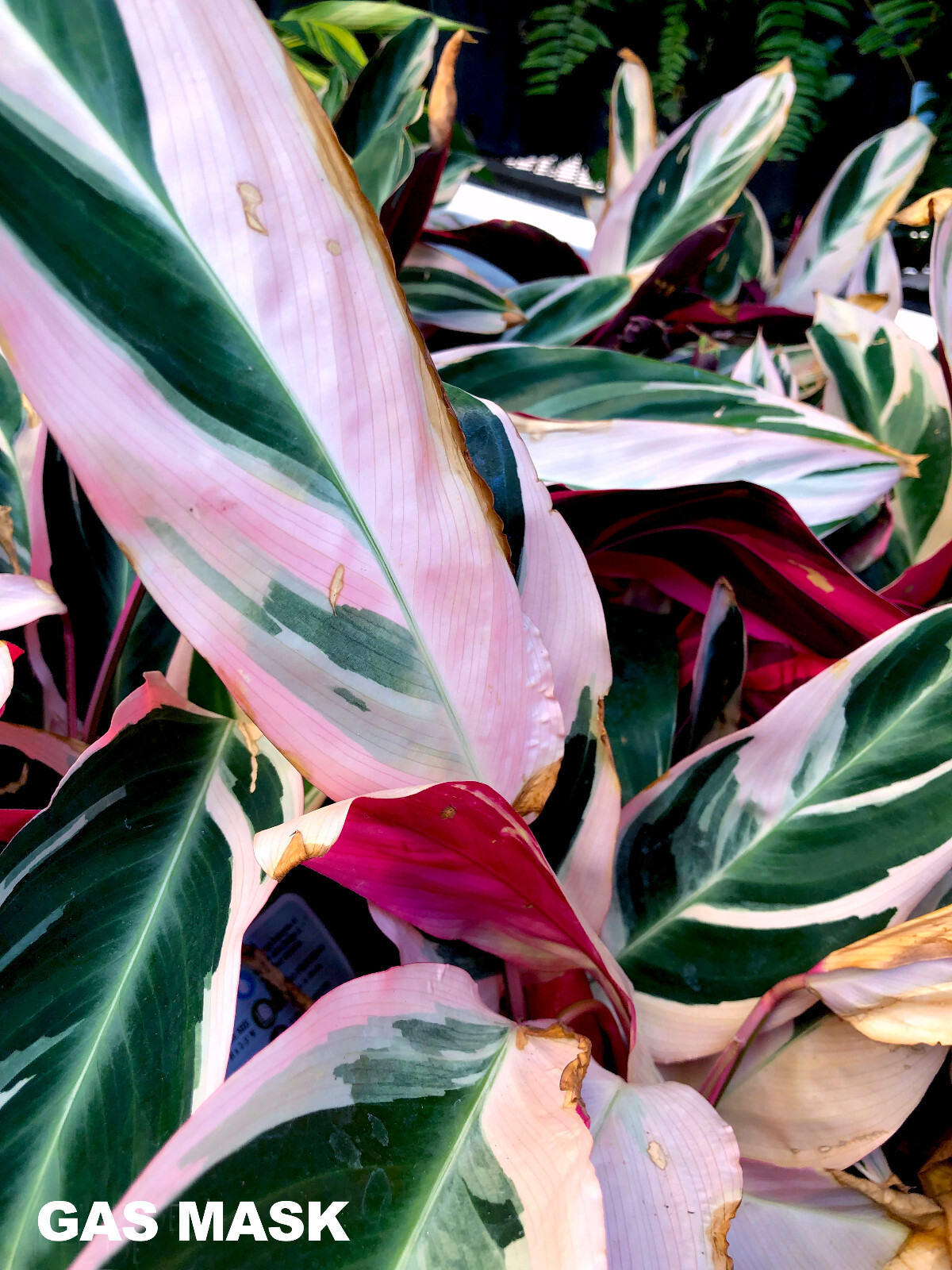 Stromanthe Tricolor Ginger Rhizome, Live Plant, Pink, White & Lush Green Leaves