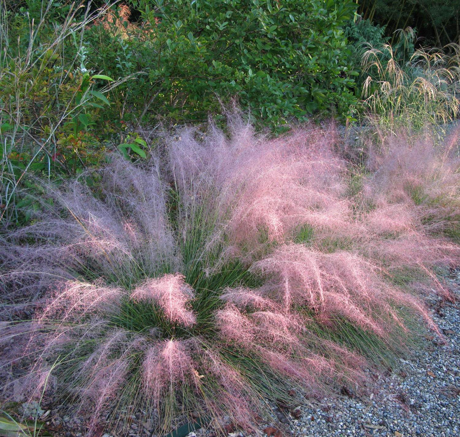 Pink Muhly Grass Muhlenbergia Capillaris 10 Seeds Free Shipping!