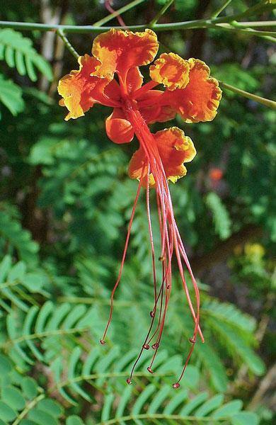 Caesalpinia pulcherrima | Red Mexican Bird of Paradise | 20 Seeds