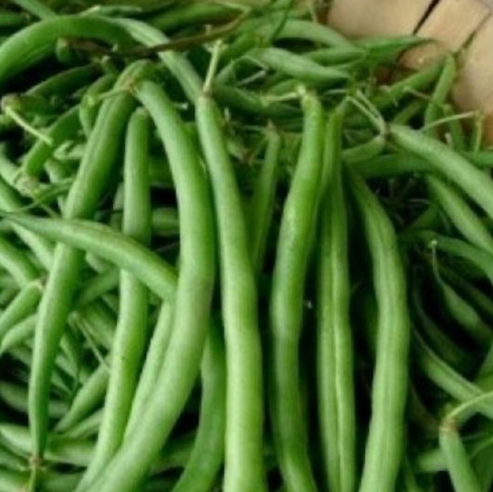 Burpee Stringless Green Pod Bush Bean – Fresh Seeds – NonGMO USA, Free Shipping!