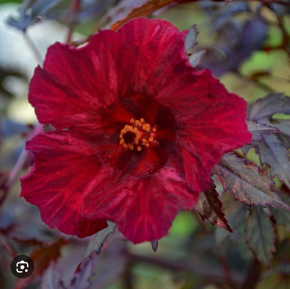 Midnight Marvel Hardy Hibiscus-SMALL ROOTED STARTER Plant-Hibiscus moscheuto