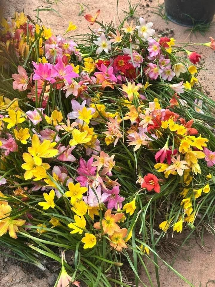 20 New! Mixed rainlily White,Pink and other surprise color (Zyranthes)