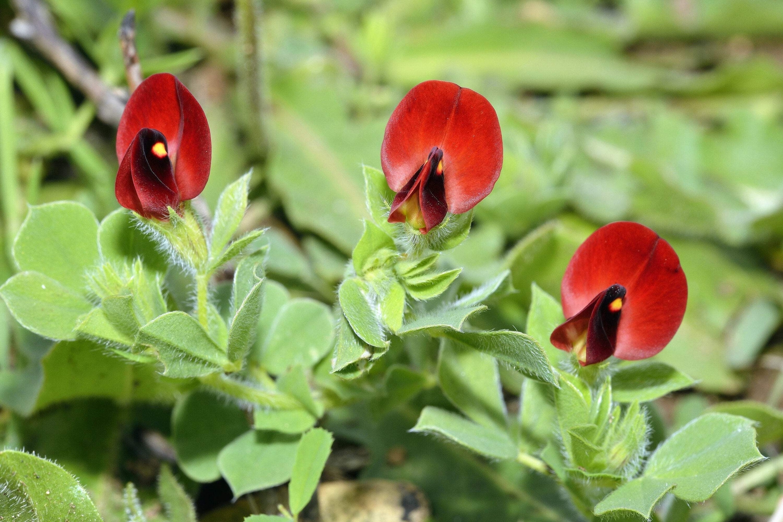 50 ASPARAGUS PEA Winged Pea Lotus Tetragonolobus Red Flower Vegetable Seeds