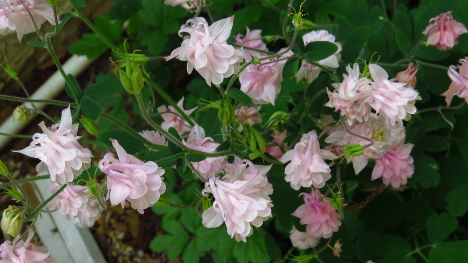 100+ Rare Light Pink Multi Layer Columbine Perennial Flower Seeds.