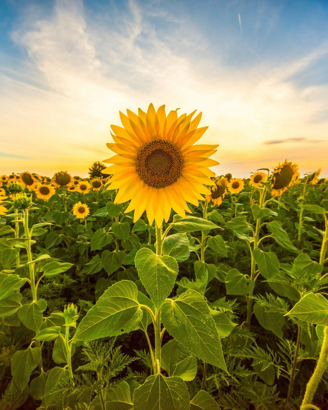 Mammoth Grey Stripe Sunflower Seeds, Helianthus annuus, NON-GMO, FREE SHIPPING
