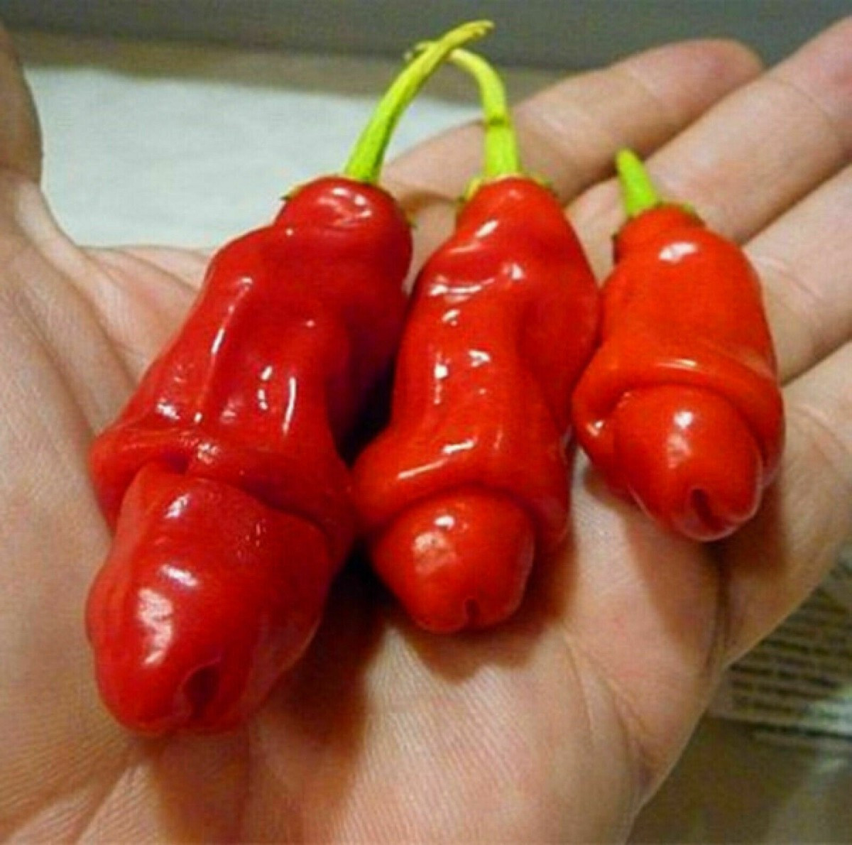 15 PETER PEPPER SEEDS ~ heirloomseedguy ~ 2026 ~ NON-GMO